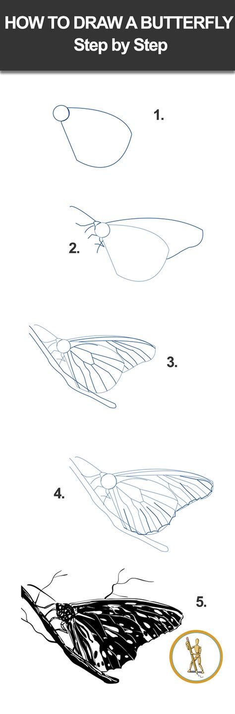 Did you notice, when butterfly sits on a flower it opens and closes the wings? How to Draw a Butterfly - Step by Step | Butterfly drawing ...
