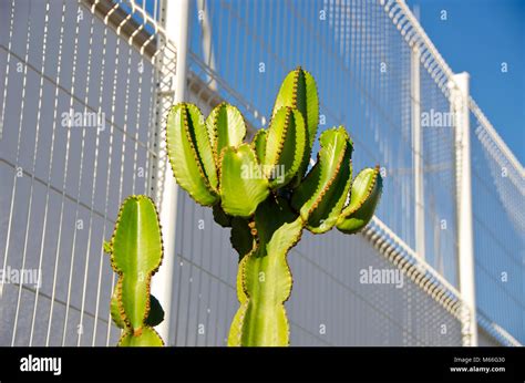 Green Tropical Cactus Near Metal Fence Stock Photo Alamy