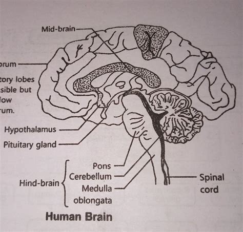 Draw A Well Labelled Diagram Of The Human Brain And Mention The