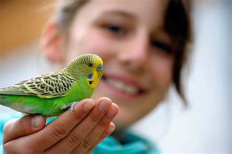 1600 Happy Budgie Stock Photos Pictures And Royalty Free Images Istock