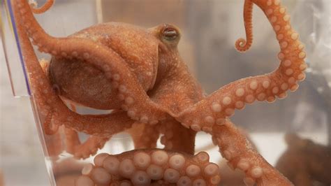 Live Octopus Sashimi Dancing Octopus Seafood In Korea Gwangjang