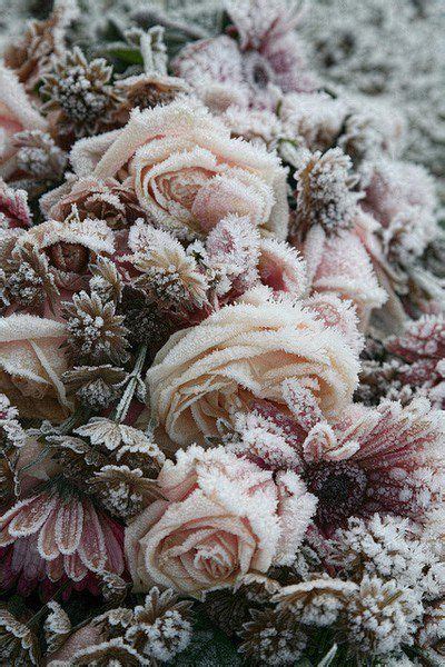 Frost Covered Roses Frozen Rose Colorful Roses Winter Beauty Belleza