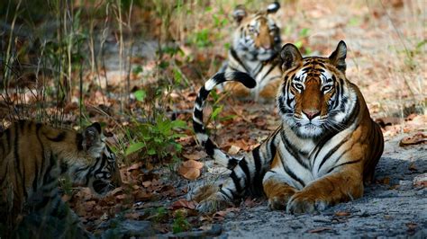 Tadoba National Park The Majestic Land Of Tigers Kesari Blog