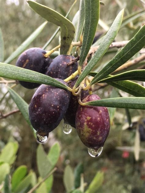 Production then begins to lessen progressively for the. With over 800 cultivars of Olive Tree if it's fruit you're ...