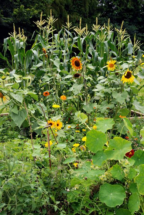 I thoroughly cover all the aspects of starting your first vegetable garden. Homestead Revival: Adding Flowers To The Vegetable Garden