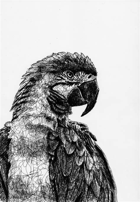 Scribble Drawing Of A Parrot By Filip Walczak Scribbled Parrot Animal
