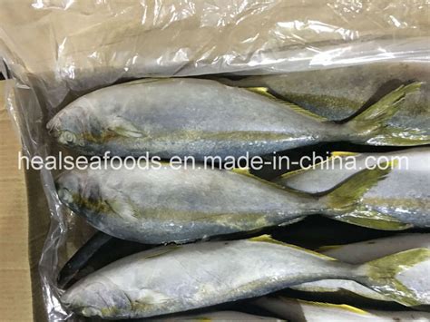 Frozen Yellow Tail Fish Origin In China Productschina Frozen Yellow