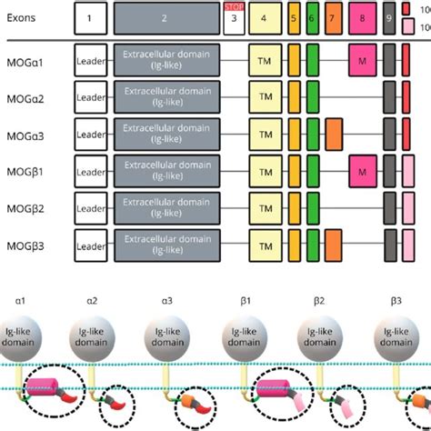 Splicing Variants And Protein Isoforms Of Human Mog α1 3 And β1 3