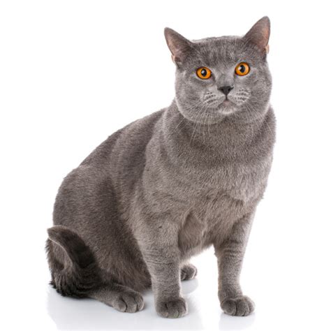 Chartreux Breed Information Chartreux Characteristics Grooming