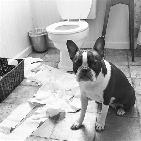 Boston Terrier Shaming Dogs Caught In An Embarrassing Situation