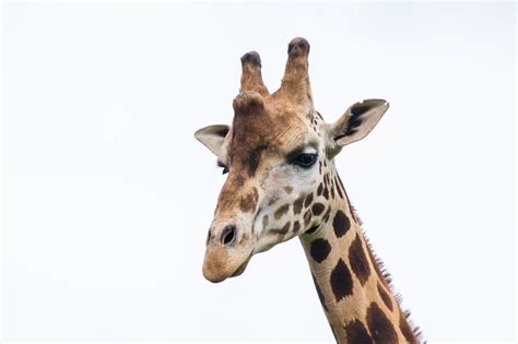 2560x1440 Wallpaper Giraffe Animal Peakpx