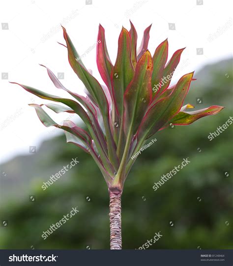 Red Ti Leaf Plant Hawaii Stock Photo 81248464 Shutterstock