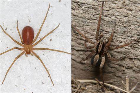 Wolf Spider Vs Brown Recluse Know The Difference Inside And Out Pest