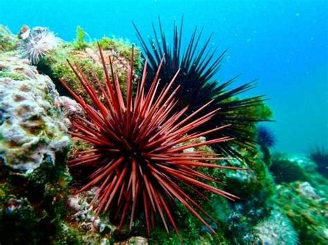 Researchers Assess How The Quality Of Red Sea Urchin Roe—uni—influences