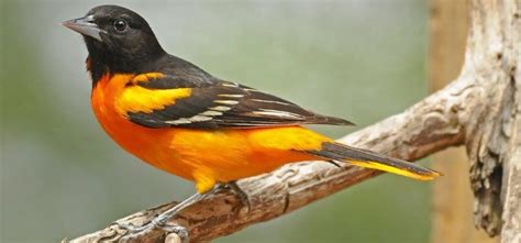 The 3 Oriole Species In Florida W Range Maps Nature Blog Network
