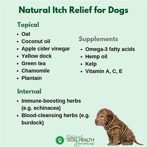Best Dog Itchy Skin Home Remedies All You Need To Know