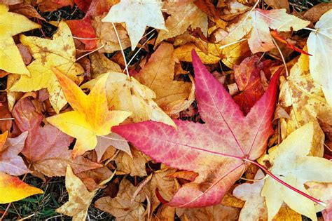 Dry Leaves In Autumn Stock Image Image Of Nature Maple 80985843
