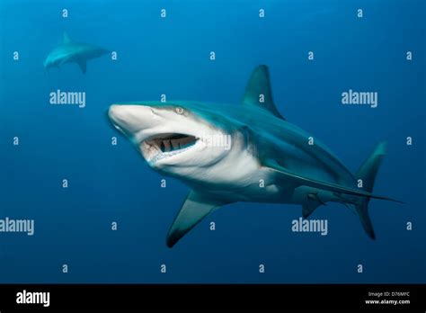 Blacktip Shark Carcharhinus Limbatus Aliwal Shoal Indian Ocean