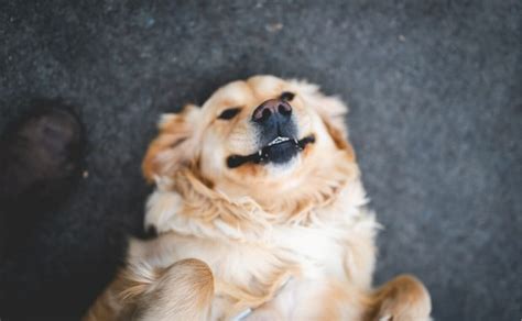 Do Dogs Smile Whats Really Behind That Adorable Smile Canine