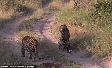 leopard stalks its prey unaware another killer cat is preparing to attack it daily mail online