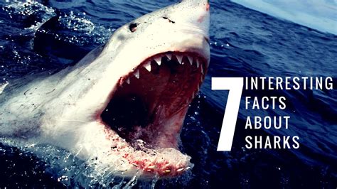 7 Interesting Facts About Sharks Youtube