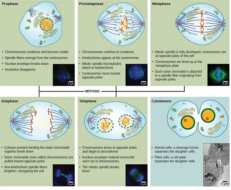 Mitosis Stages Under Microscope Labeled Micropedia