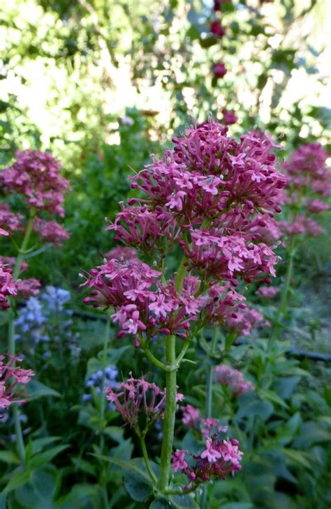 Red Valerian Plants For Sale Mbi Garden Plant