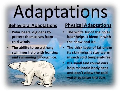 Explain How A Polar Bear Is Adapted To Survive In The Arctic What Do