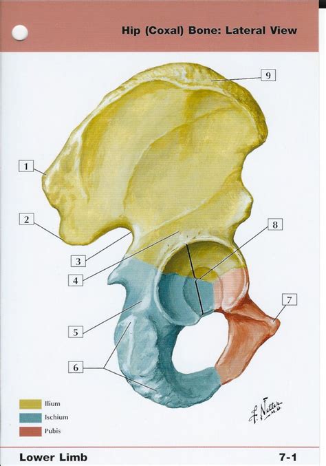 Hip Coxal Bone Lateral View Anatomy Flash Card By Frank H Etsy