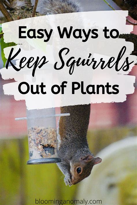 Howto Keep Squirrels Out Of Flower Pots Grow A Farmer