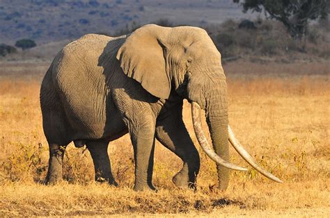 Elephant Long Tusks 2 Flickr Photo Sharing