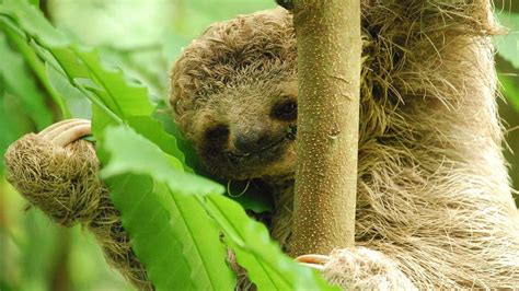 Baby Sloth Wallpapers Wallpaper Cave