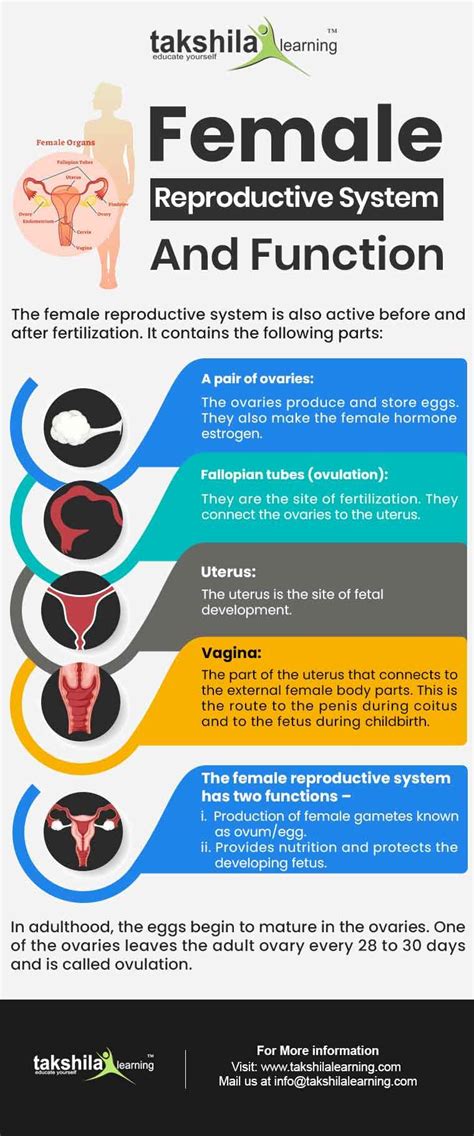 What Are The Parts Of The Human Reproductive System And Its Function In 2021 Female