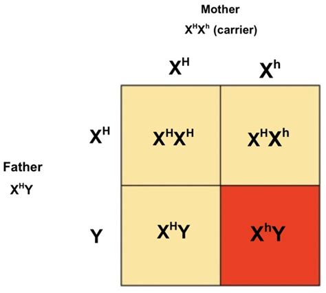 21 can you correctly label the phenotypes in this punnett square of a sex linked cross labels
