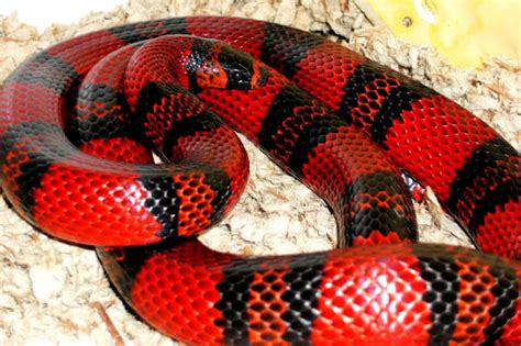 Beauty Of Snakes And Reptiles Beautiful Colorful Snake Photos