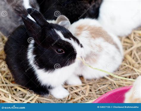 Rabbits Stock Photo Image 54027155