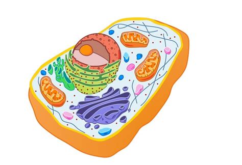 Eukaryotic cells are larger, more complex, and have evolved more recently than prokaryotes. Eukaryotic Cells | BioNinja