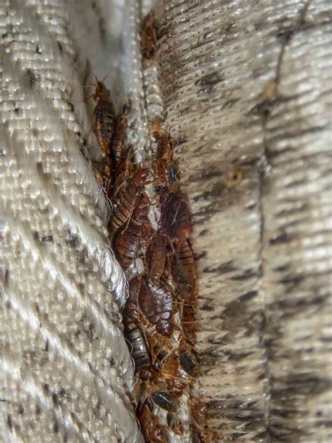 How To Get Rid Of Bed Bugs A Complete 7 Step Guide