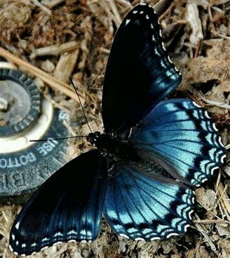 Blue And Black Beautiful Butterflies Blue Butterflies Blue Butterfly