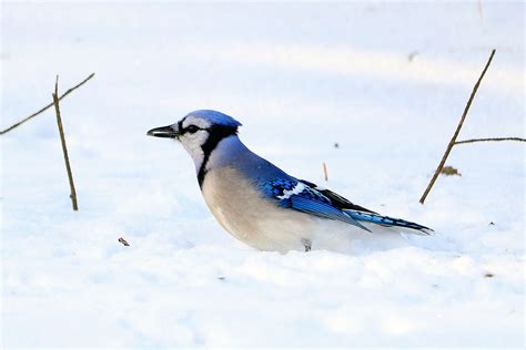 5 Most Common Birds In Northern Illinois And How To Feed Them