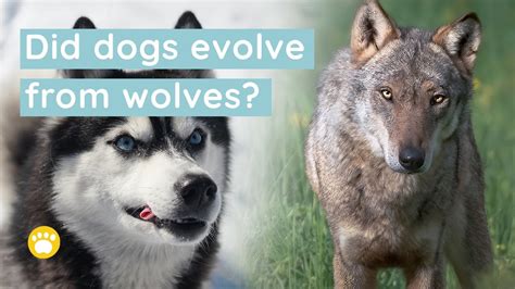 Did All Dogs Evolve From Wolves Youtube