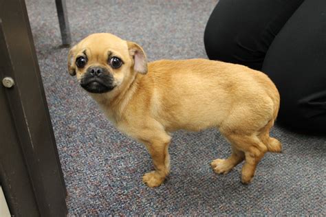 Dog price can vary greatly, depending on whether you adopt or buy, the age of the dog, what breed you get, and the breeder you buy the dog from. Help Is There For Those Struggling With Vet Bills | wgrz.com