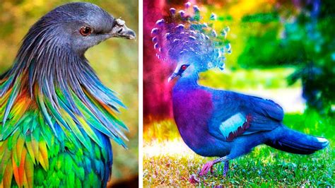 The Most Beautiful Birds In The World 🦚 🦜🦢 Youtube