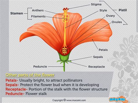 Mocomi Kids — What Are The Different Parts Of Flowers And Their