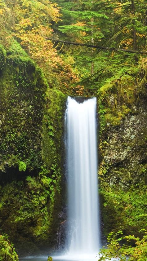 Wallpaper Usa Oregon Multnomah Falls Moss Shrubs Waterfall