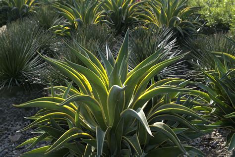 Agave Desmettiana Common Name Variegated Smooth Agave 125mm Pot