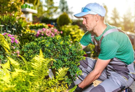 Male Gardener Takes Care Of Yard Landscape Stock Photo Image Of