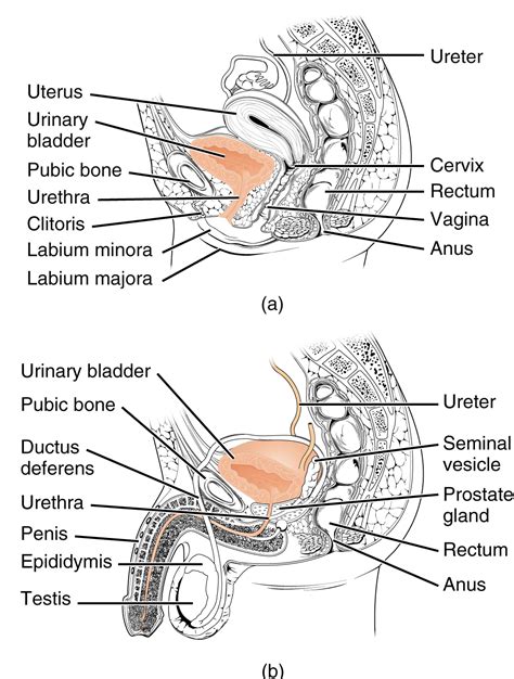 Male human anatomy vector diagram. Pathology Outlines - Female urethra anatomy and histology