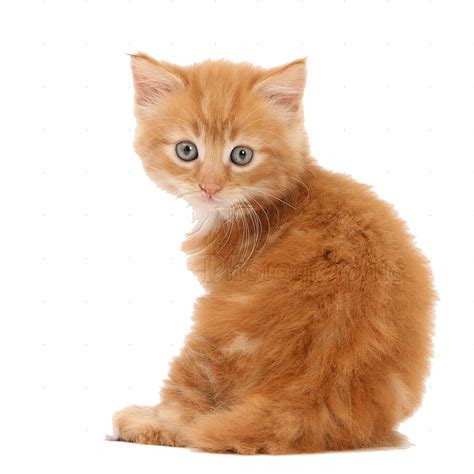 Ginger Cat Transparent Png Stickpng