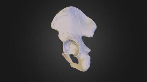 This package provides additional arabic, armenian (phonetic & typewriter), belorussian, bulgarian (bds & phonetic), catalan. Os-Coxae - 3D model by kuehn (@kuehn) 76f7edd - Sketchfab